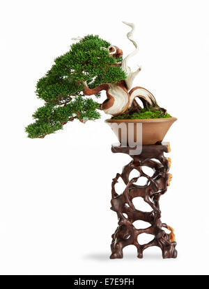 Bonsai Juniperus Chinensis (chinesischer Wacholder) Stockfoto