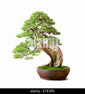 Bonsai Juniperus Californica (California Wacholder) Stockfoto