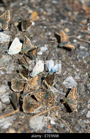 Blaue Schmetterlinge ernähren sich von Mineralien auf einem Bergpfad in den italienischen Alpen. Stockfoto