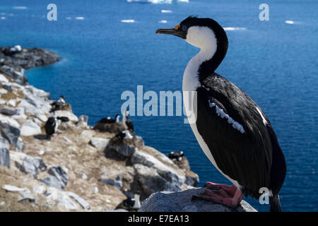 Antarktis blauäugige Kormoran sitzt auf einem Felsen auf einem Hintergrund von der Kolonie Stockfoto