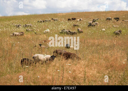 Schafe in Carwitz, Feldberger Seenlandschaft, Landkreis Mecklenburgische Seenplatte, Mecklenburg Vorpommern, Sommerwiese, Keim Stockfoto