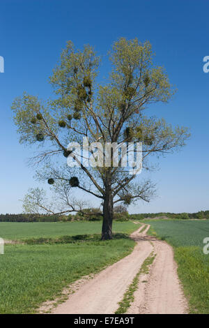 Misteltoes im Baum, Schönermark, Landkreis Uckermark, Brandenburg, Deutschland Stockfoto