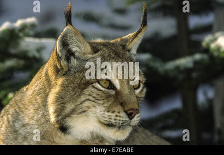 EUROPÄISCHE LUCHS IM WINTER Stockfoto