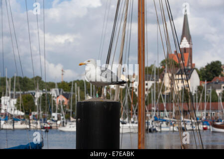 Möwe auf Pole, Blick auf Flensburg-Jürgensby mit Kirche st. Jürgen, Schleswig Holstein, Deutschland Stockfoto