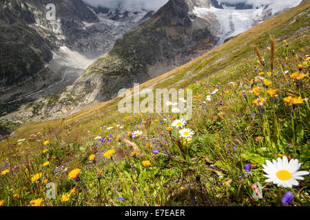 Alpenblumen vor der schnell zurückweichenden Gletscher de Pre de Bar im Bereich von Mont Blanc, Italien. Forschung hat gezeigt, dass als Stockfoto