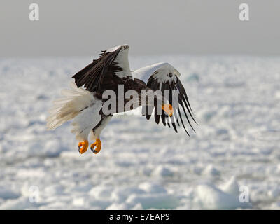 Steller der Seeadler im Flug, Landung auf Eisscholle Stockfoto