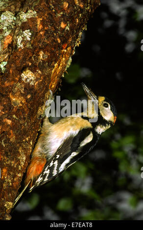 GRÖßERE GEFLECKTE SPECHT AM BAUMSTAMM BIRKE Stockfoto
