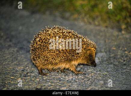 IGEL A STRAßE ÜBERQUEREN Stockfoto