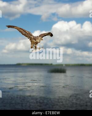 Bussard mit Fisch am Himmelshintergrund Stockfoto