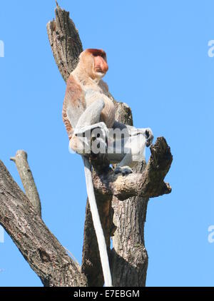 Reifen Sie männlichen Rüssel oder Langnasen-Affe (Nasalis Larvatus) sitzen hoch oben in einem Baum Stockfoto