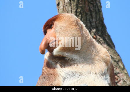 Reifen männlichen Southeast Asian Rüssel oder lange Nase Affe (Nasalis Larvatus) Nahaufnahme des Kopfes, drehte sich zur Seite Stockfoto