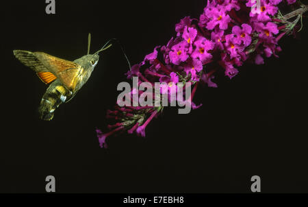 KOLIBRI HAWKMOTH NACH NEKTAR IN EINER BLÜTE SOMMERFLIEDER FLIEGEN MIT HIGH-SPEED FLASH GEFILMT Stockfoto