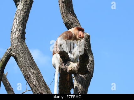 Männlichen Rüssel oder Langnasen-Affe (Nasalis Larvatus) auf der Suche in Apenheul Primate Zoo, Niederlande Stockfoto