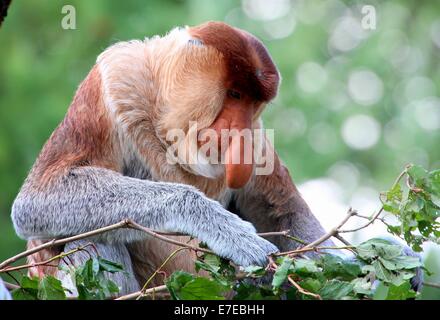 Nachdenklich Reifen männlichen Rüssel oder lange Nase Affe (Nasalis Larvatus) Stockfoto