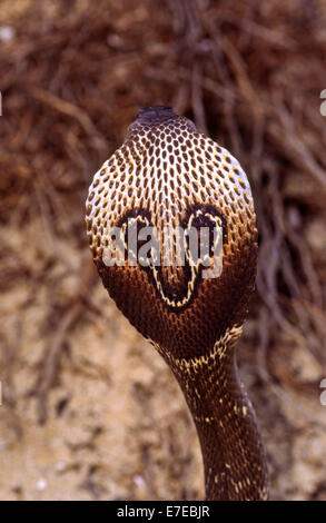 INDISCHE Kobra (Naja Naja) Kopf und Markierungen Stockfoto