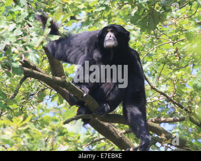 Ältere männliche Southeast Asian Siamang Gibbon hoch oben in einem Baum (Symphalangus Syndactylus, auch Hylobates Syndactylus) Stockfoto