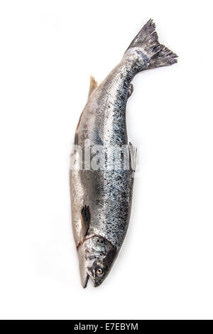 Schottische Atlantischer Lachs ( Salmo solar) ganze Fische, auf einem weißen studio Hintergrund isoliert. Stockfoto