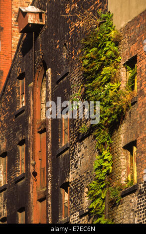 LIVERPOOL STADT GEBÄUDE ODER ALTEN LAGERHÄUSERN MIT FARNE WACHSEN ENTLANG DER ALTEN ABFLUSSROHREN Stockfoto