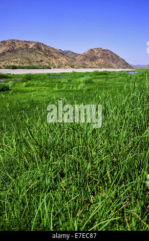 SCHILF UND GRÄSER WACHSEN ENTLANG A THERMISCHE HEIßE WASSER FLUSS IN SAUDI ARABIEN Stockfoto