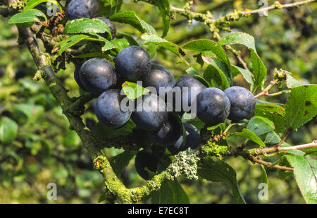 SCHLEHE BEEREN [PRUNUS SPINOSA] REIFEN IM HERBST AUF EINEM BUSCH Stockfoto