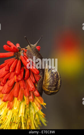 SCHNECKE, KLETTERN AUF EINE ROTE HEIßE POKER-BLUME Stockfoto