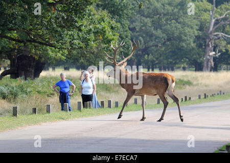 Richmond Park, London, UK. 15. September 2014. Großbritannien Wetter. Einen prächtigen Hirsch Hirsch kreuzt die Straße als eine Gruppe von Damen, einen Spaziergang im Park beobachten aus der Ferne. Bildnachweis: Julia Gavin UK/Alamy Live-Nachrichten Stockfoto