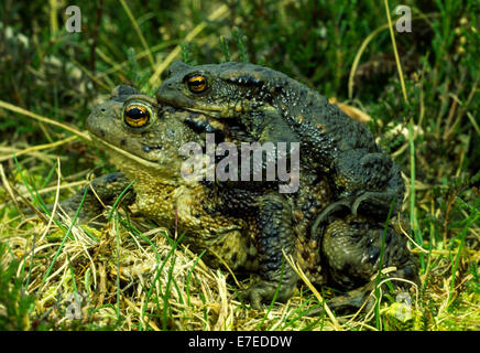 PAARUNG IM FRÜHEN FRÜHJAHR KRÖTEN Stockfoto