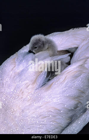 ZWEI CYGNETS BEDECKT IN WASSERTROPFEN AUF EINEM SCHWÄNE WIEDER IM REGEN Stockfoto