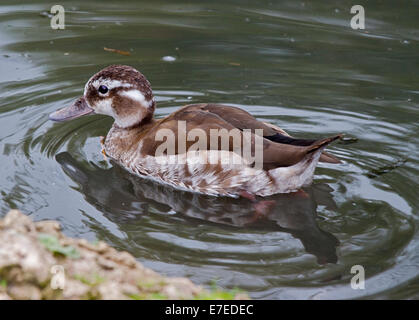 Beringter Krickente weiblich (Callonetta Leucophrys) Stockfoto