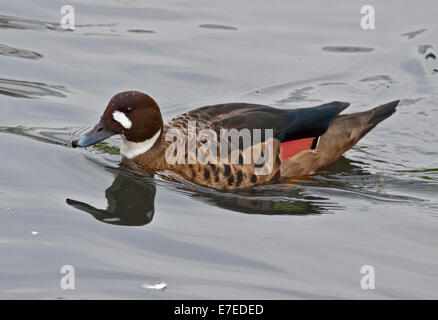 Bronze geflügelte Ente (Speculanas Specularis) Stockfoto