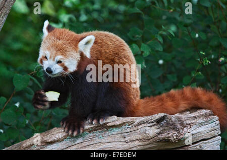 Roter Panda (Ailurus Fulgens) Fütterung Stockfoto