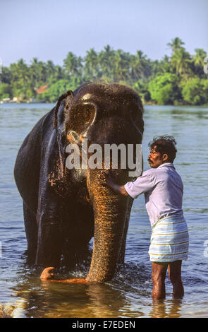 EINE FUNKTIONIERENDE WASCHEN ELEFANTEN IN EINER LAGUNE IN SRILANKA Stockfoto