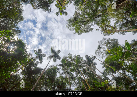 Blick bis zu der Himmel über einem Baum fallen Lücke im tropischen Regenwald im ecuadorianischen Amazonasgebiet. Ein Baum Herbst Spalt ist ein Loch in der fo Stockfoto