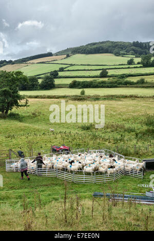 Aufrundung Schafe auf einer walisischen Hill Farm nahe Knighton, Powys, UK Stockfoto