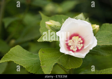 Hibiscus Moscheutos Blume. Stockfoto