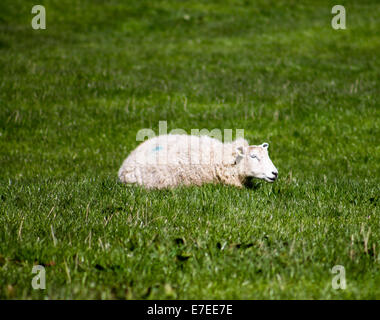 Schlafen Schafe, Yorkshire Dales, England Stockfoto