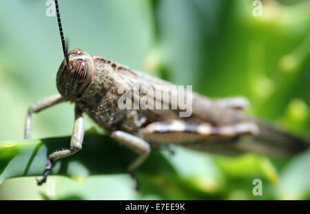 Italienische Heuschrecke auf Aloe-Pflanze Stockfoto