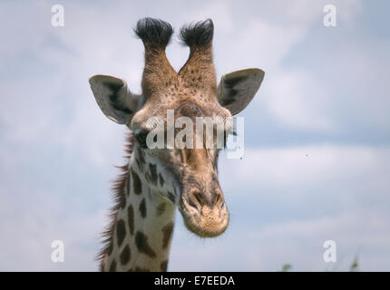 Masai Giraffe-Kopfschuss Stockfoto