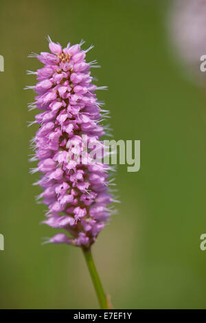 Gemeinsamen cm (Persicaria Bistorta) in Blüte Stockfoto