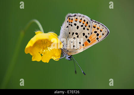 Rußiger Kupfer (Lycaena Tityrus) auf Blume Stockfoto