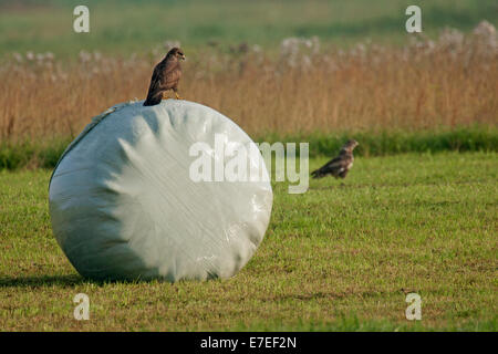 Zwei gemeinsame Bussarde (Buteo Buteo) auf Wiese, thront ein Bussard auf umwickelte Rundballen in Grünland Stockfoto