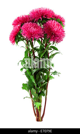 Aster Blumen auf weißem Hintergrund Stockfoto