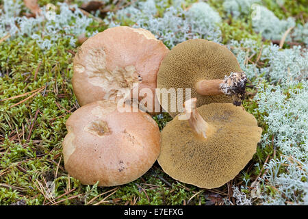 Jersey-Kuh-Pilz Stockfoto