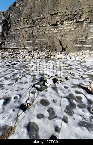 Kalkstein Pflaster in der unteren Lias-Formation mit Ammoniten Fossilien verpackt. Auf der Jurassic Küste von Dorset, eine Welt berühmten fos Stockfoto