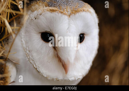 Schleiereule-Portrait Stockfoto