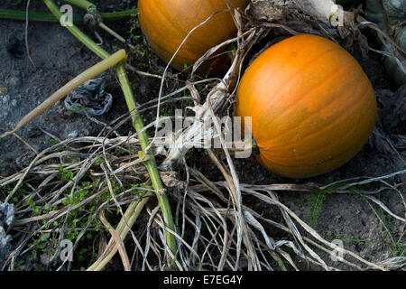 Cucurbita Pepo. Kürbis in einem Gemüsegarten in England Stockfoto