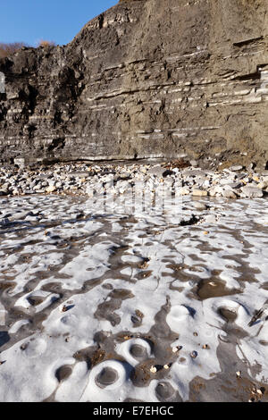 Kalkstein Pflaster in der unteren Lias-Formation mit Ammoniten Fossilien verpackt. Auf der Jurassic Küste von Dorset, eine Welt berühmten fos Stockfoto