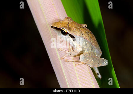 Peruanischen Regen Frosch (Pristimantis Peruvianus). auf einem Blatt im Regenwald Ecuadors Stockfoto