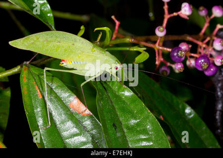 Eine grüne Katidid auf einem blühenden Strauch im Regenwald Ecuadors Stockfoto