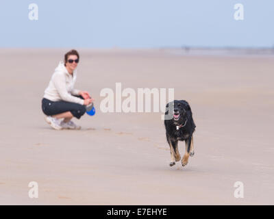 Hund am Strand Stockfoto